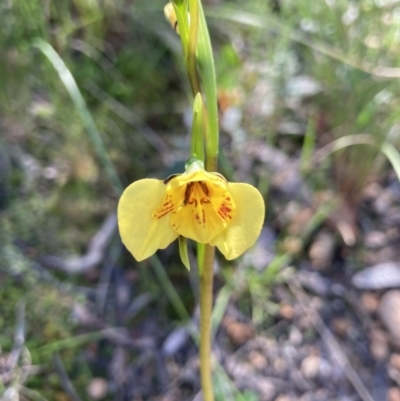 Diuris sp. (hybrid) (Hybrid Donkey Orchid) at Point 5204 - 10 Oct 2021 by Jenny54