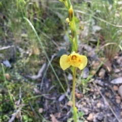 Diuris sp. (hybrid) at Point 5204 - 10 Oct 2021