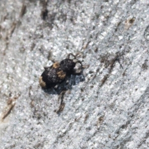 Pseudostoreus placitus at Higgins, ACT - 4 Oct 2021 12:16 PM