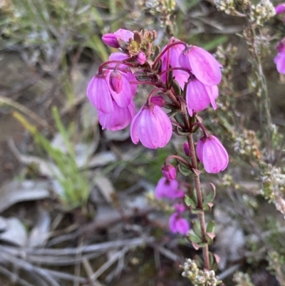 Tetratheca bauerifolia (Heath Pink-bells) at Bungendore, NSW - 9 Oct 2021 by yellowboxwoodland