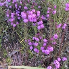 Tetratheca bauerifolia at Bungendore, NSW - 9 Oct 2021