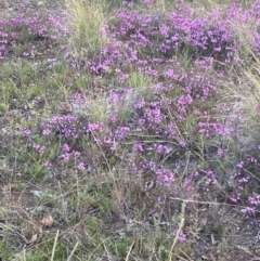 Tetratheca bauerifolia at Bungendore, NSW - 9 Oct 2021