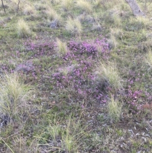 Tetratheca bauerifolia at Bungendore, NSW - 9 Oct 2021