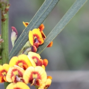 Daviesia leptophylla/mimosoides at suppressed - suppressed