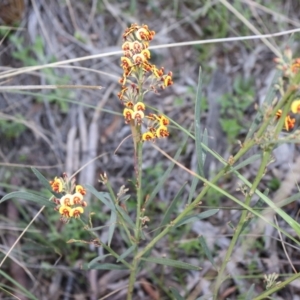 Daviesia leptophylla/mimosoides at suppressed - 7 Oct 2021