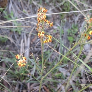 Daviesia leptophylla/mimosoides at suppressed - suppressed