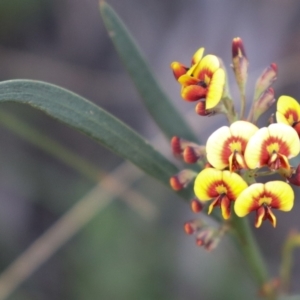 Daviesia leptophylla/mimosoides at suppressed - suppressed