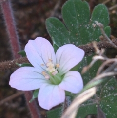 Geranium potentilloides (Soft Crane's-bill) at Paddys River, ACT - 9 Oct 2021 by Ned_Johnston