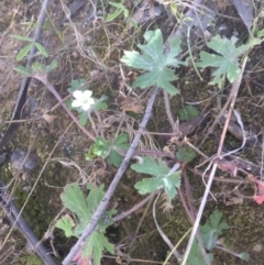 Geranium potentilloides at Paddys River, ACT - 9 Oct 2021