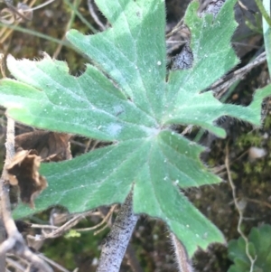 Geranium potentilloides at Paddys River, ACT - 9 Oct 2021 02:35 PM