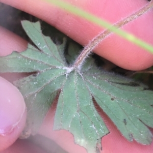 Geranium potentilloides at Paddys River, ACT - 9 Oct 2021