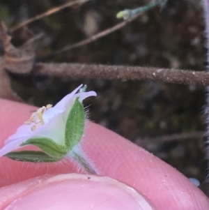 Geranium potentilloides at Paddys River, ACT - 9 Oct 2021 02:35 PM