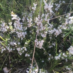 Styphelia attenuata (Small-leaved Beard Heath) at Tidbinbilla Nature Reserve - 9 Oct 2021 by NedJohnston