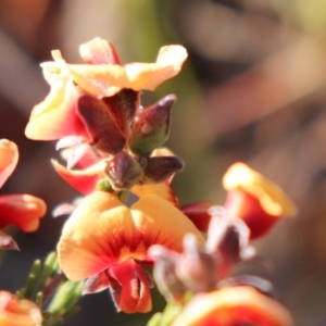 Dillwynia sp. Yetholme (P.C.Jobson 5080) NSW Herbarium at Hackett, ACT - suppressed