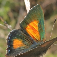 Paralucia aurifera (Bright Copper) at Paddys River, ACT - 9 Oct 2021 by NedJohnston