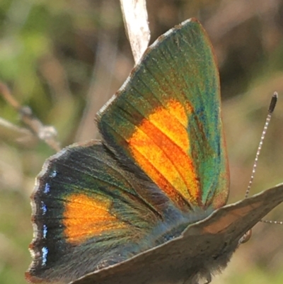 Paralucia aurifera (Bright Copper) at Paddys River, ACT - 9 Oct 2021 by NedJohnston