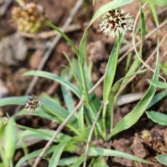 Luzula densiflora (Dense Wood-rush) at Hackett, ACT - 7 Oct 2021 by Sarah2019