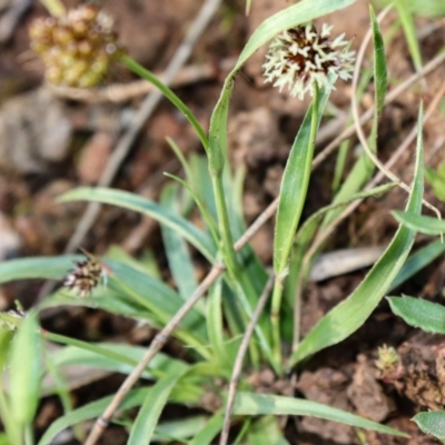 Luzula densiflora (Dense Wood-rush) at Mount Majura - 7 Oct 2021 by Sarah2019