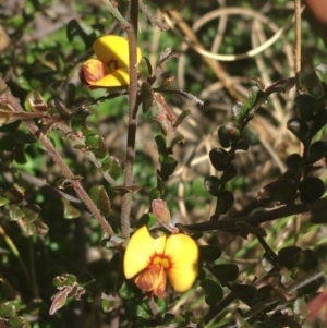 Bossiaea buxifolia at Paddys River, ACT - 9 Oct 2021