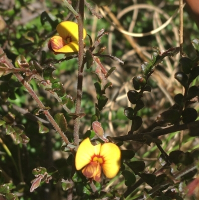 Bossiaea buxifolia (Matted Bossiaea) at Paddys River, ACT - 9 Oct 2021 by NedJohnston