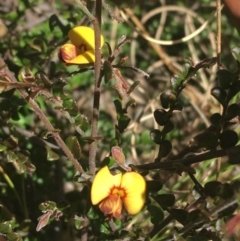 Bossiaea buxifolia (Matted Bossiaea) at Paddys River, ACT - 9 Oct 2021 by Ned_Johnston