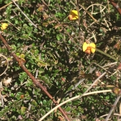 Bossiaea buxifolia at Paddys River, ACT - 9 Oct 2021