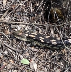 Tiliqua nigrolutea (Blotched Blue-tongue) at Mount Jerrabomberra - 9 Oct 2021 by Steve_Bok