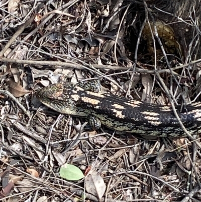 Tiliqua nigrolutea (Blotched Blue-tongue) at Mount Jerrabomberra QP - 9 Oct 2021 by Steve_Bok