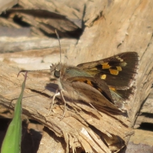 Trapezites phigalia at Molonglo Valley, ACT - 9 Oct 2021 02:30 PM