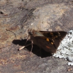 Trapezites phigalia at Molonglo Valley, ACT - 9 Oct 2021 02:30 PM