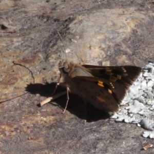 Trapezites phigalia at Molonglo Valley, ACT - 9 Oct 2021