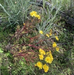 Senecio madagascariensis (Madagascan Fireweed, Fireweed) at Black Flat at Corrowong - 19 Oct 2021 by BlackFlat