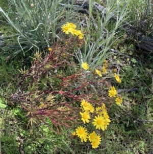 Senecio madagascariensis at Corrowong, NSW - 19 Oct 2021