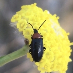 Atoichus sp. (genus) (Darkling beetle) at Paddys River, ACT - 9 Oct 2021 by NedJohnston
