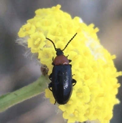Atoichus sp. (genus) (Darkling beetle) at Paddys River, ACT - 9 Oct 2021 by NedJohnston