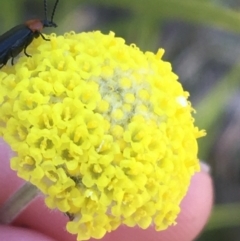 Craspedia variabilis (Common Billy Buttons) at Paddys River, ACT - 9 Oct 2021 by NedJohnston