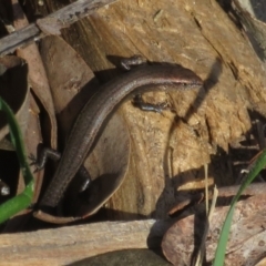 Lampropholis delicata (Delicate Skink) at Black Mountain - 9 Oct 2021 by Christine