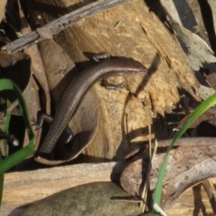 Lampropholis delicata at Watson, ACT - 9 Oct 2021 02:40 PM