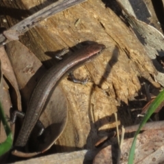 Lampropholis delicata at Watson, ACT - 9 Oct 2021