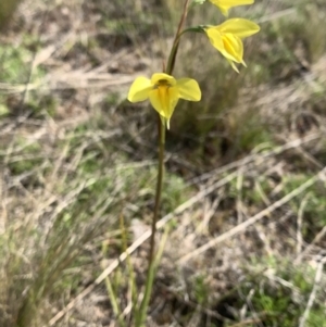 Diuris monticola at Corrowong, NSW - suppressed