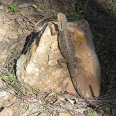 Pogona barbata (Eastern Bearded Dragon) at Watson, ACT - 9 Oct 2021 by Christine