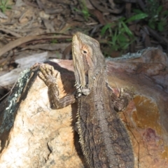 Pogona barbata at Watson, ACT - suppressed