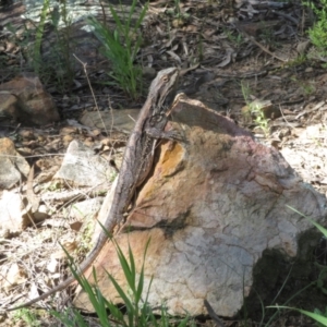 Pogona barbata at Watson, ACT - suppressed