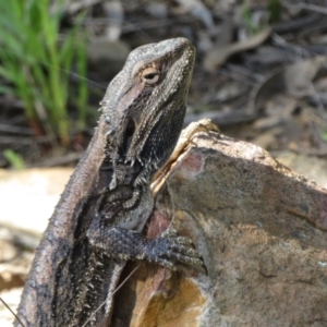 Pogona barbata at Watson, ACT - suppressed