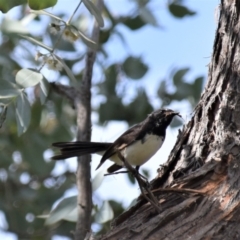 Rhipidura leucophrys (Willie Wagtail) at Holt, ACT - 10 Oct 2021 by Sammyj87