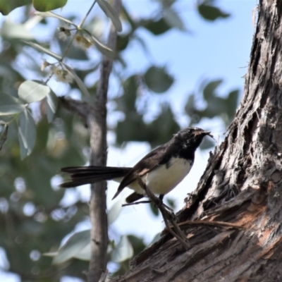 Rhipidura leucophrys (Willie Wagtail) at Holt, ACT - 9 Oct 2021 by Sammyj87