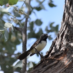 Rhipidura leucophrys at Holt, ACT - 10 Oct 2021 09:52 AM