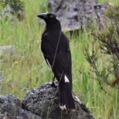 Strepera graculina (Pied Currawong) at Ginninderry Conservation Corridor - 10 Oct 2021 by Sammyj87