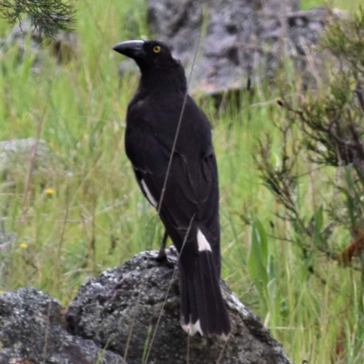 Strepera graculina (Pied Currawong) at Coree, ACT - 10 Oct 2021 by Sammyj87