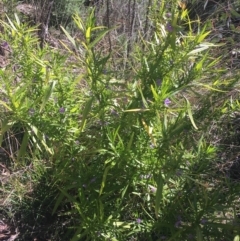 Solanum vescum (Green Kangaroo Apple) at Paddys River, ACT - 9 Oct 2021 by NedJohnston